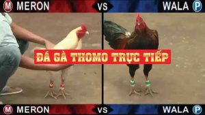 Loại hình đá gà Thomo là gì? Có hấp dẫn và uy tín không?